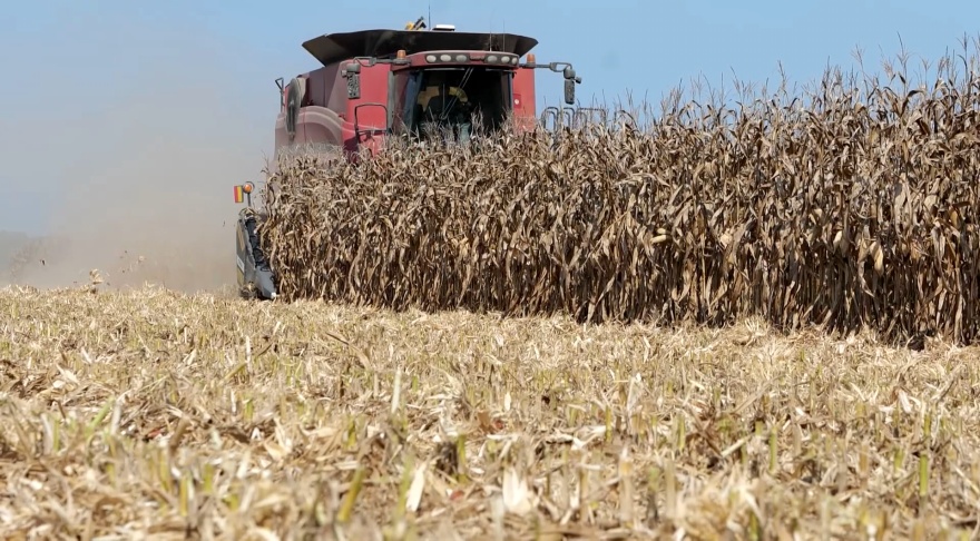 Corn harvest split into two groups